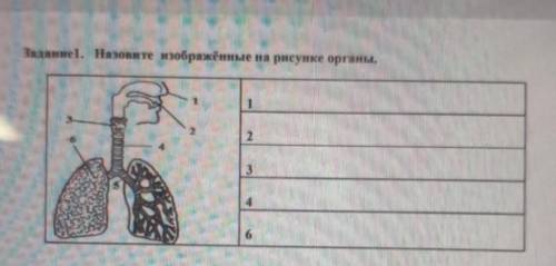 Задание. Назовите изображённые на рисунке органы.123