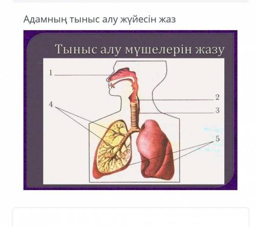 Адамның тыныс алу мүшелері