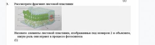 Назовите элементы листовой пластинки