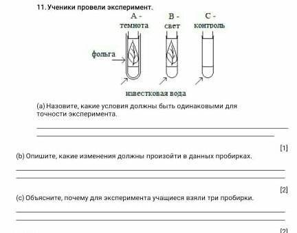 11) ученики провели эксперимент 