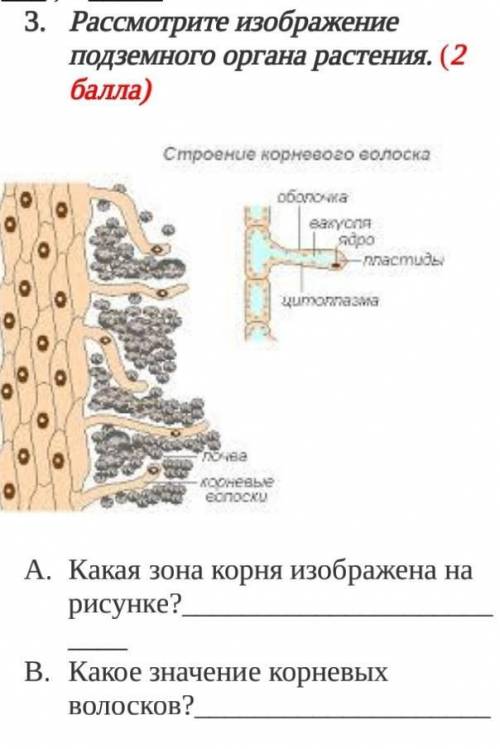 Рассмотрите изображение подземного органа растения.​