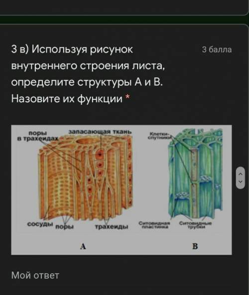 ) Используя рисунок внутреннего строения листа, определите структуры А и В. Назовите их функции *