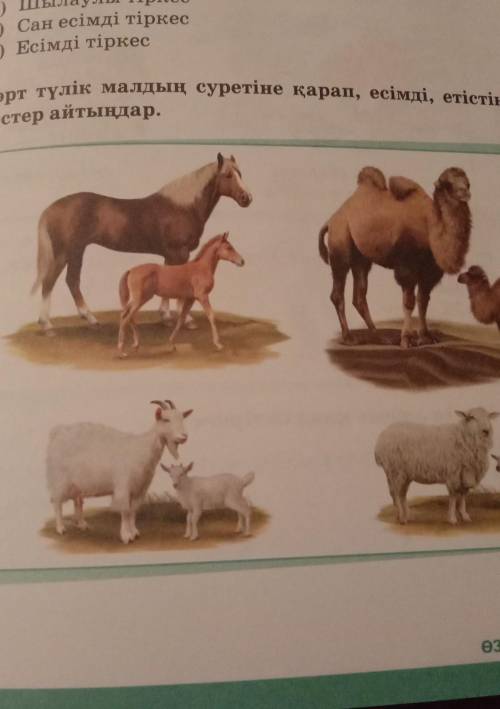 4. Төрт түлік малдың суретіне қарап, есімді, етістікті тір-кестер айтындар.