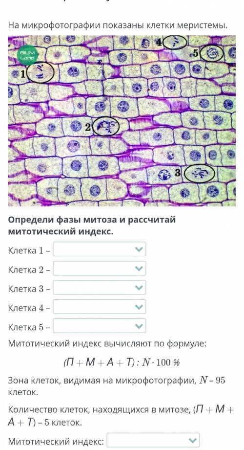 Определи фазы митоза и рассчитай митотический индекс.