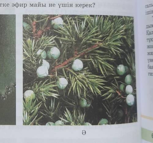 Ə суретте арша және эвкалиптке эфир майы не үшін керек?