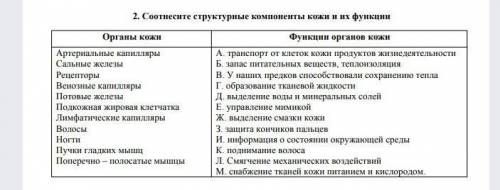 Соотнесите структурные компоненты кожи и их функции. ​