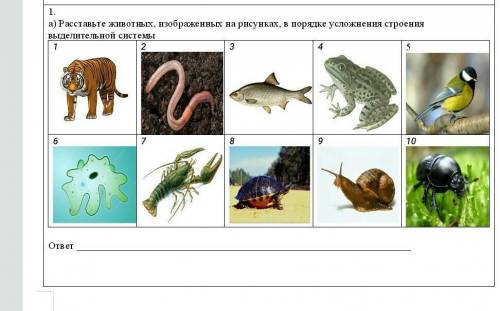 Расставьте животных, изображенных на рисунках, в порядке усложнения строения выделительной системы 