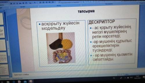 Асқорыту жүйесін модельдеу​