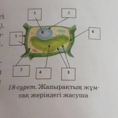 267318-сурет. Жапырақтың жұм-сақ жеріндегі жасуша​