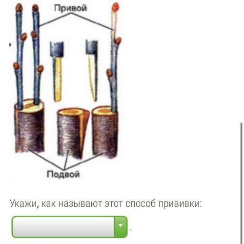 Расположите в правильном порядке пункты инструкции по вегетативному размножению прививкой, начните с