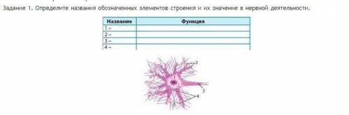 Определите названия обозначенных элементов строения и их значение в нервной деятельности.