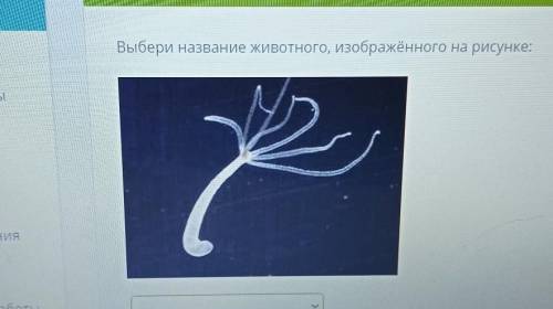 Выбери название животного, изображённого на рисунке:с y?