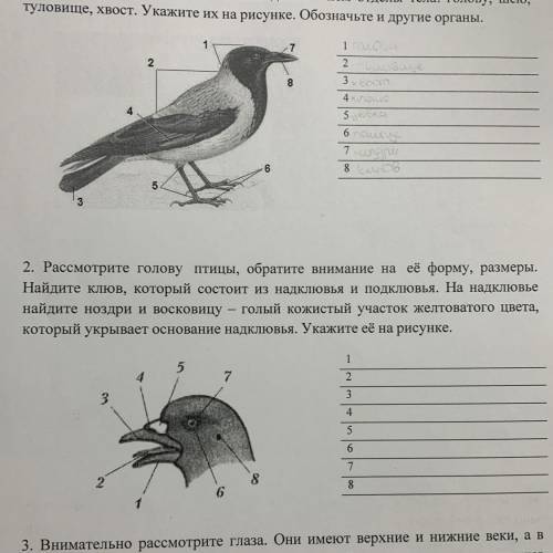 2. Рассмотрите голову птицы, обратите внимание на её форму, размеры. Найдите клюв, который состоит и
