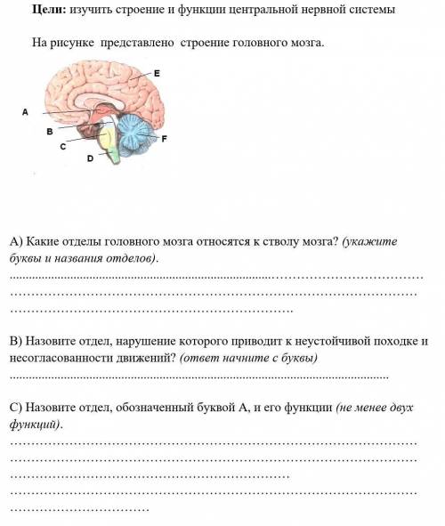На рисунке представлено строение головного мозга. какие отделы головного мозга относятся к стволу мо