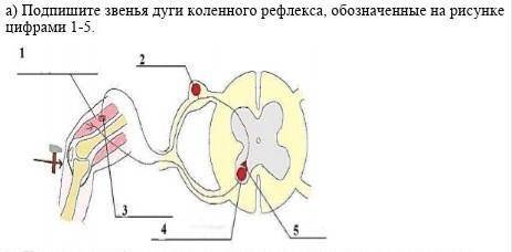 А) Подпишите звенья дуги коленного рефлекса, обозначенные на рисунке цифрами 1-5.