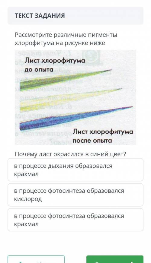 Почему лист окрасился в синий цвет в процессе дыхания образовался крахмал