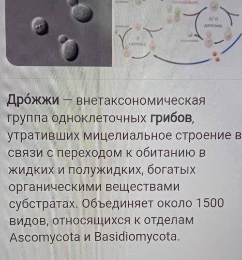 Дрожжи - это тоже грибы? Проект