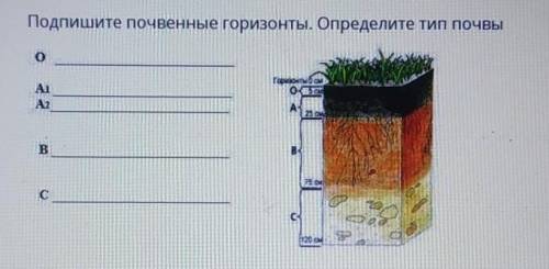 Подпишите почвенные горизонты. Определите тип почвы.