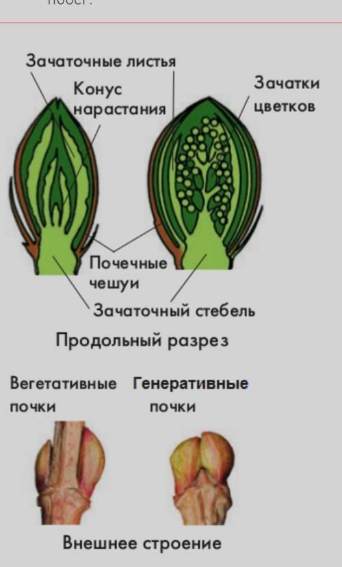 Ну говори структура почки​