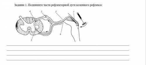 Формативное оценивание по теме «Рефлекторная дуга»