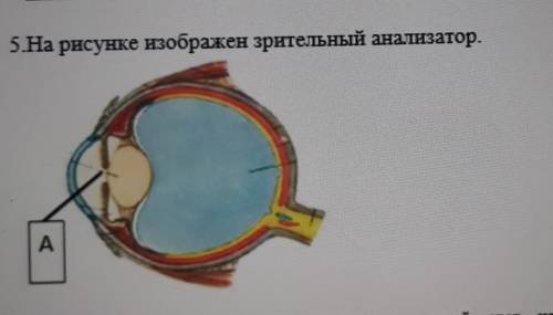Объясните, какое влияние оказывает яркий свет на структуру А