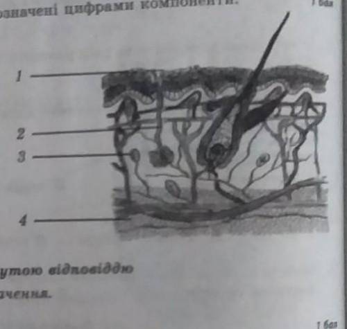 Потрібно підписати будову шкіри