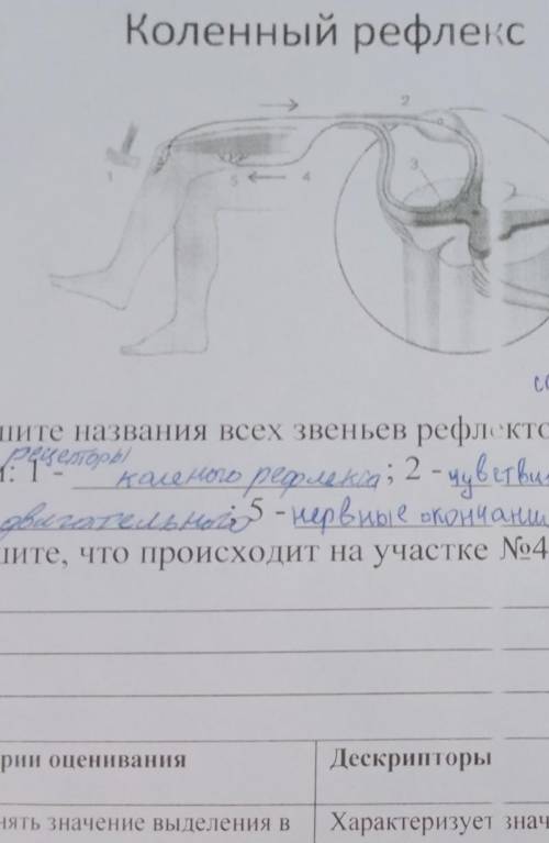 нужно запишите что происходит на участке номер 4
