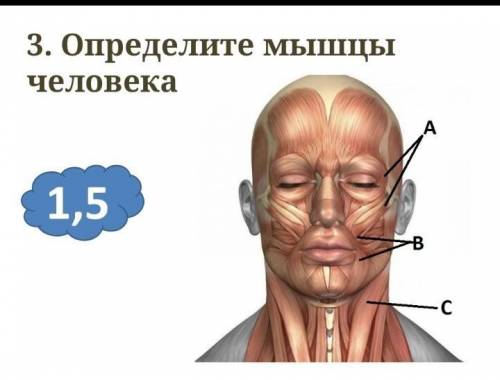 Определите мышцы человека
