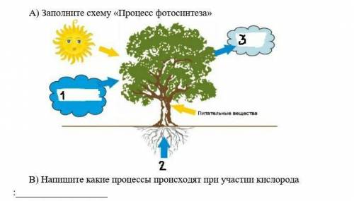 Заполните схему процесс фотосинтеза. СОР 
