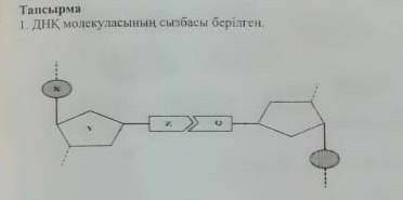 1. ДНК молекуласының сызбасы берілген 