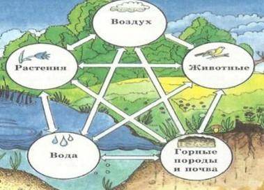 Объясните круговорот веществ в биосфере, используя данную схему.​