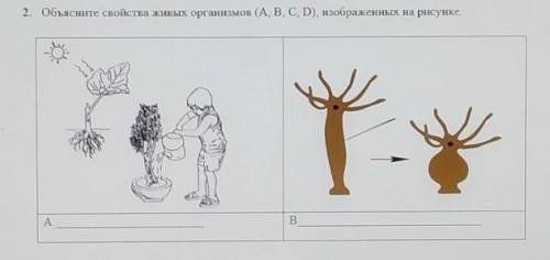 2. Объясните свойства живых организмов (А, В, С, D), изображенных. на рисунке.B