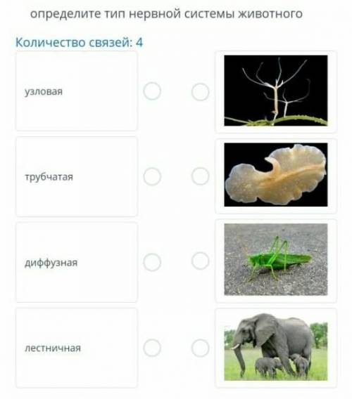 Определите тип нервной системы животного. !