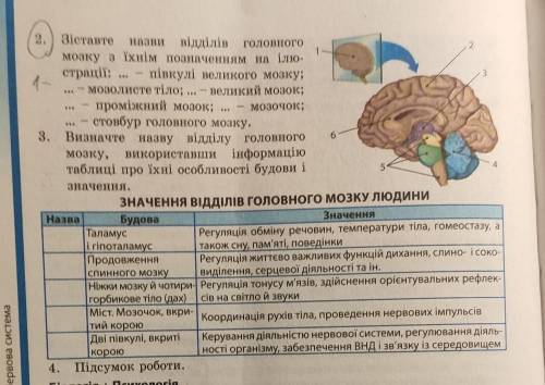Напишите кокой цифре соответствует часть главного мозга и и сделайте таблицу.