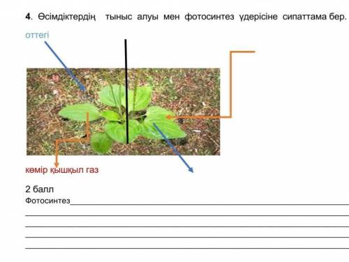 Өсіидіктердің тыныс алуы мен фотосинтез үдерісіне сипаттама бер