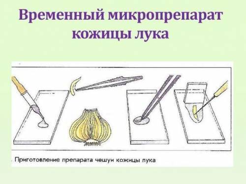 2. Используя рисунок , назовите данный процесс Используя рисунок укажите какие вещества необходимы д