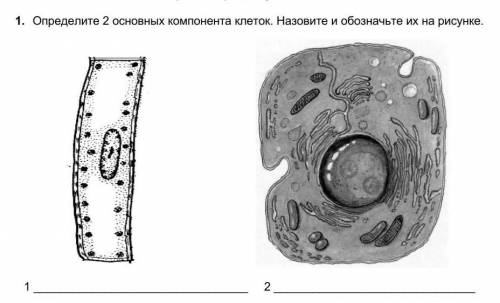 Определите 2 основных компонента клеток
