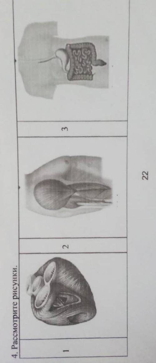 4. Рассмотрите рисунки.2.33