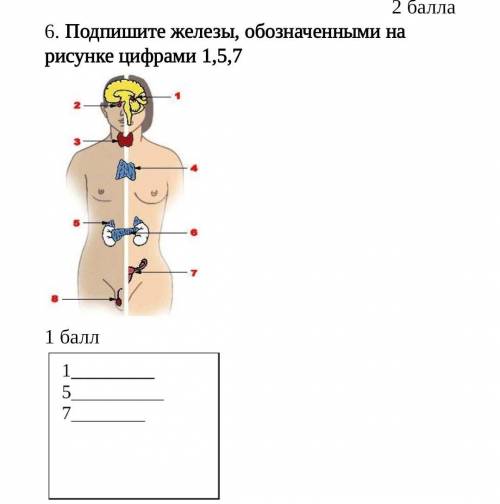 Подпишите железы, обозначенными на рисунке цифрами 1,5,7 