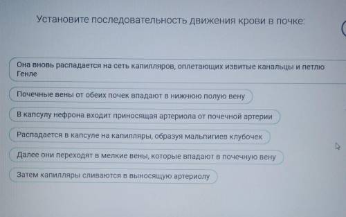 , установите последовательность движения крови в почке