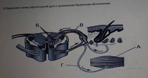 Подпишите схему рефлекторной дуги в правильном буквенном обозначении