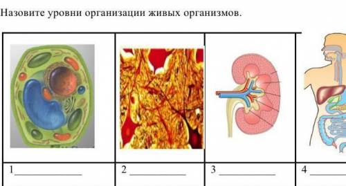 Назовите уровень организации живых организмов​