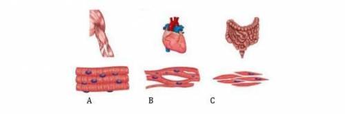Какие типы мышц изображены на рисунках A,B,C​