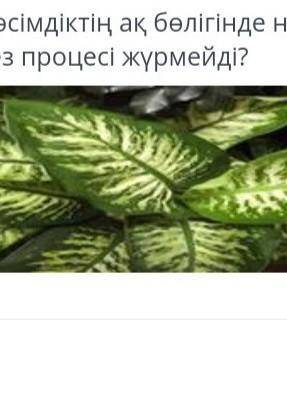 Суреттегi eciмдiктiн ак белiгiнде нелiктенфотосинтез процесi журмейдi?
