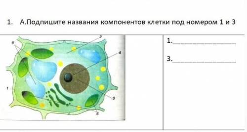 подпишите название компанентов клетки под номер 1 и 3