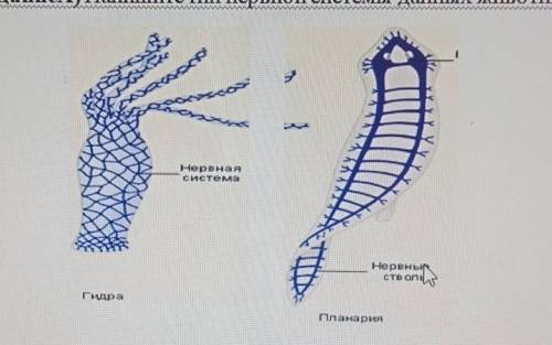 53аданиеA) Напишите тип нервной системы данных животных 