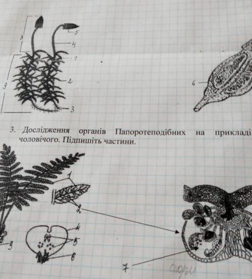 Что это на позначках? 1 рисунок зозулин льон, 2 рисунок щитник чоловичий​