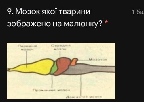 Мозок якої тварини зображений? 