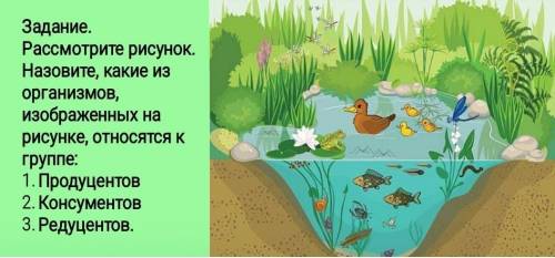 ВСЕ РЕДУЦЕНТЫ, ВСЕ КОНСУМЕНТЫ И ПРОДУЦЕНТЫ(P.S я от )