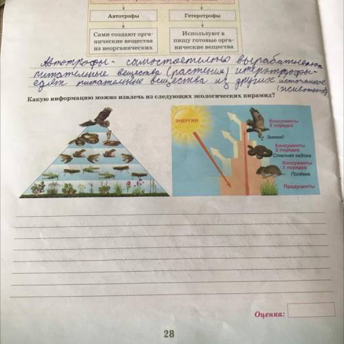 Какую информацию можно извлечь из следующих экологических пирамид?